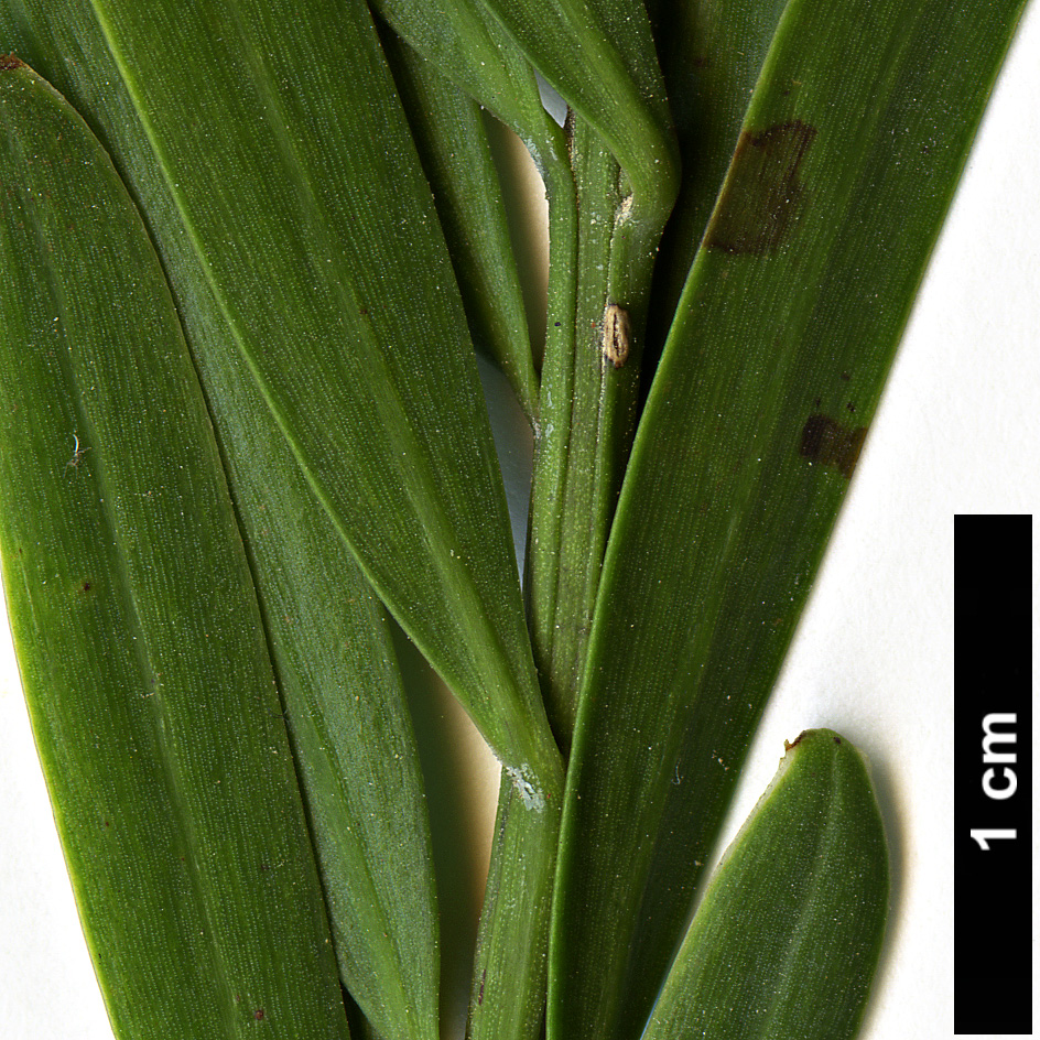 High resolution image: Family: Podocarpaceae - Genus: Afrocarpus - Taxon: falcatus
